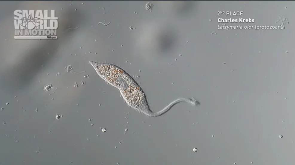 The predatory ciliate, Lacrymaria olor, took the second-place prize