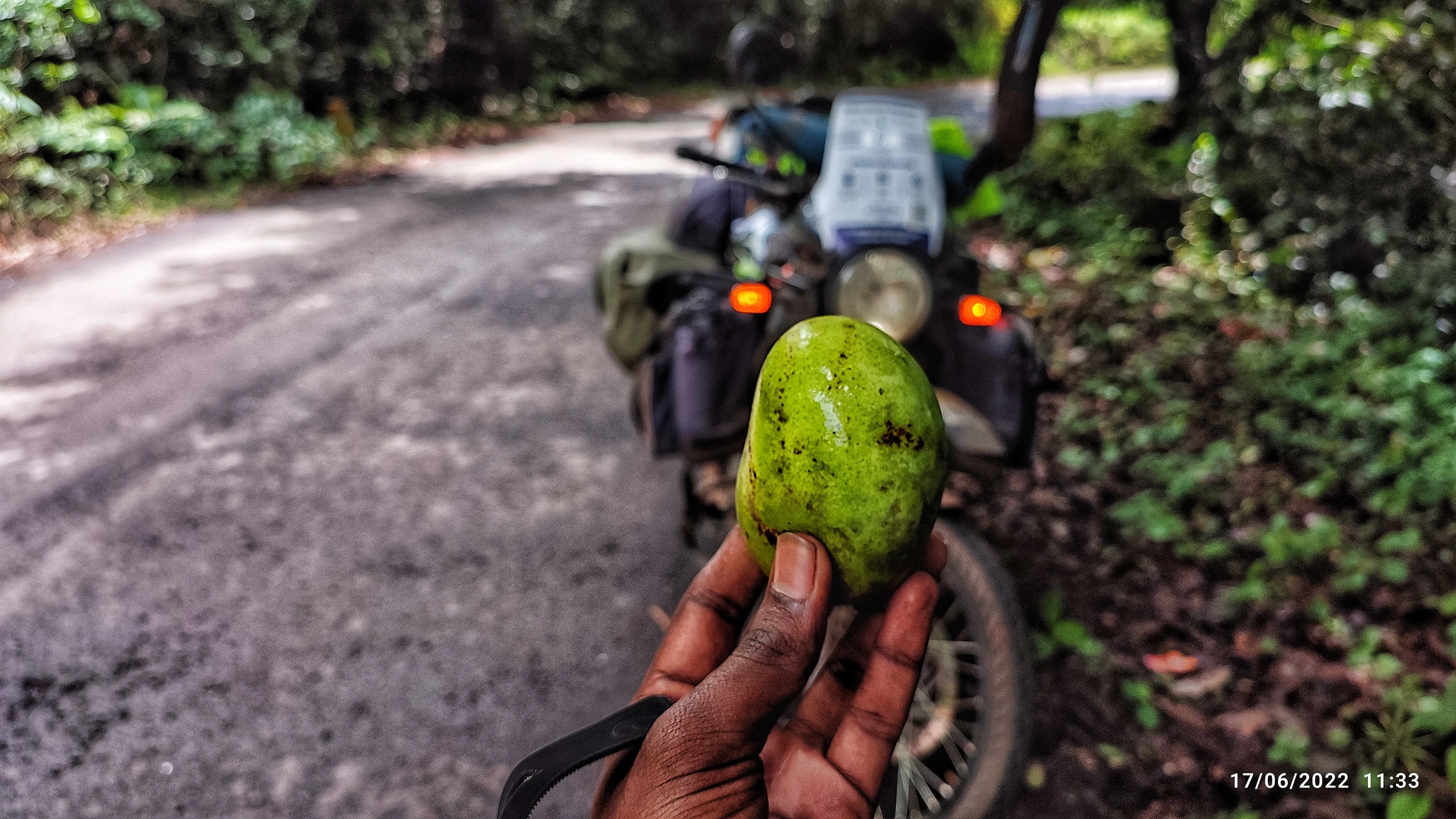 Nature provided some of the food for the journey, including this mango in Maharastra