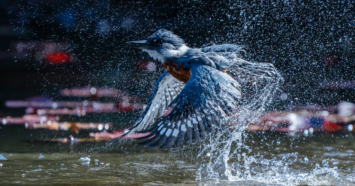 Audubon Photography Awards 2025 expands to South America Audubon Photography Awards 2025 expands to South America