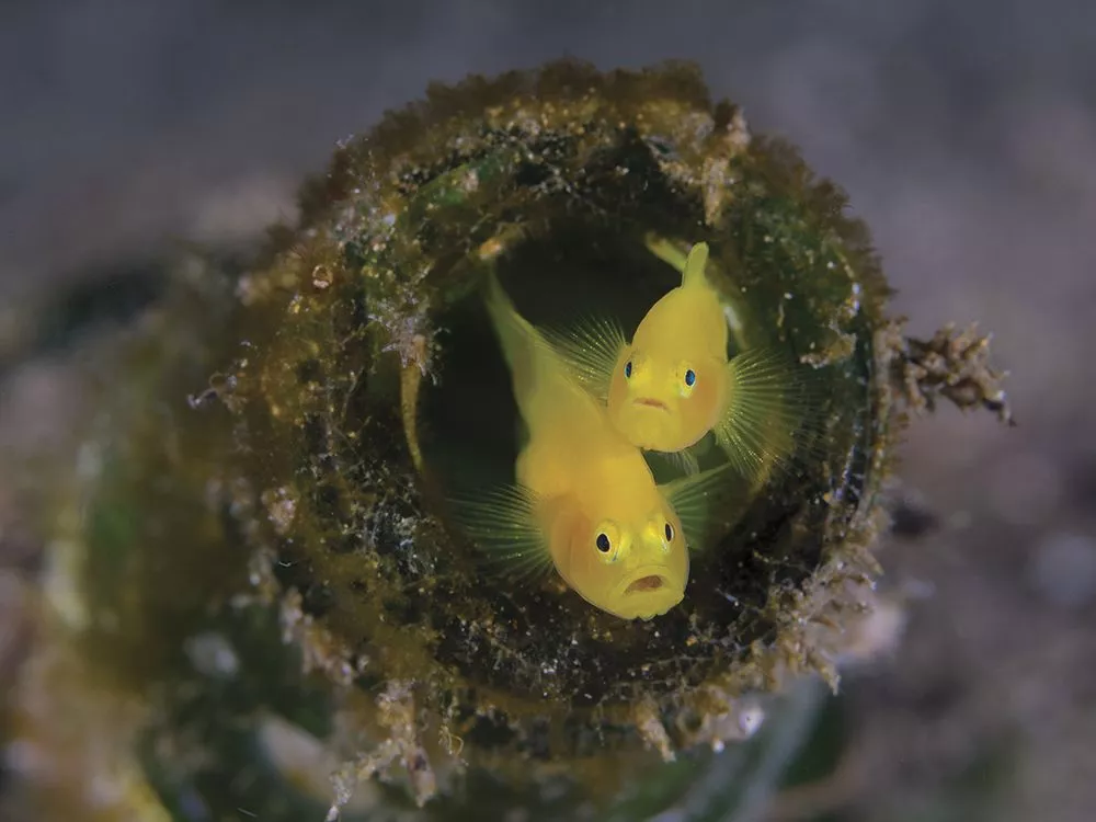 Honorable mention. A yellow pygmy goby obviously quite shocked to be photographed