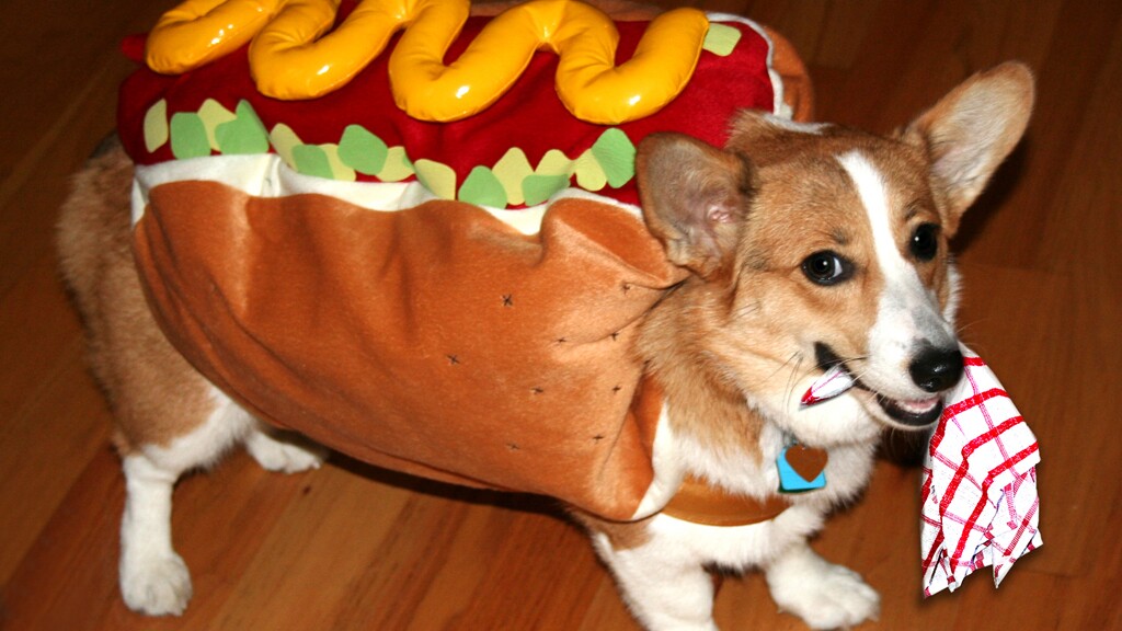 DNA testing reveals two parts corgi, three parts hot dog