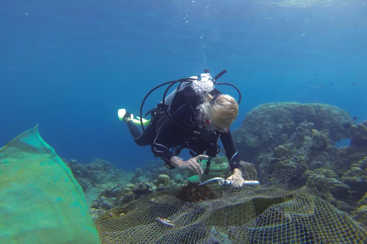 Vinegar could provide an economical and effective way to combat the crown-of-thorns starfish