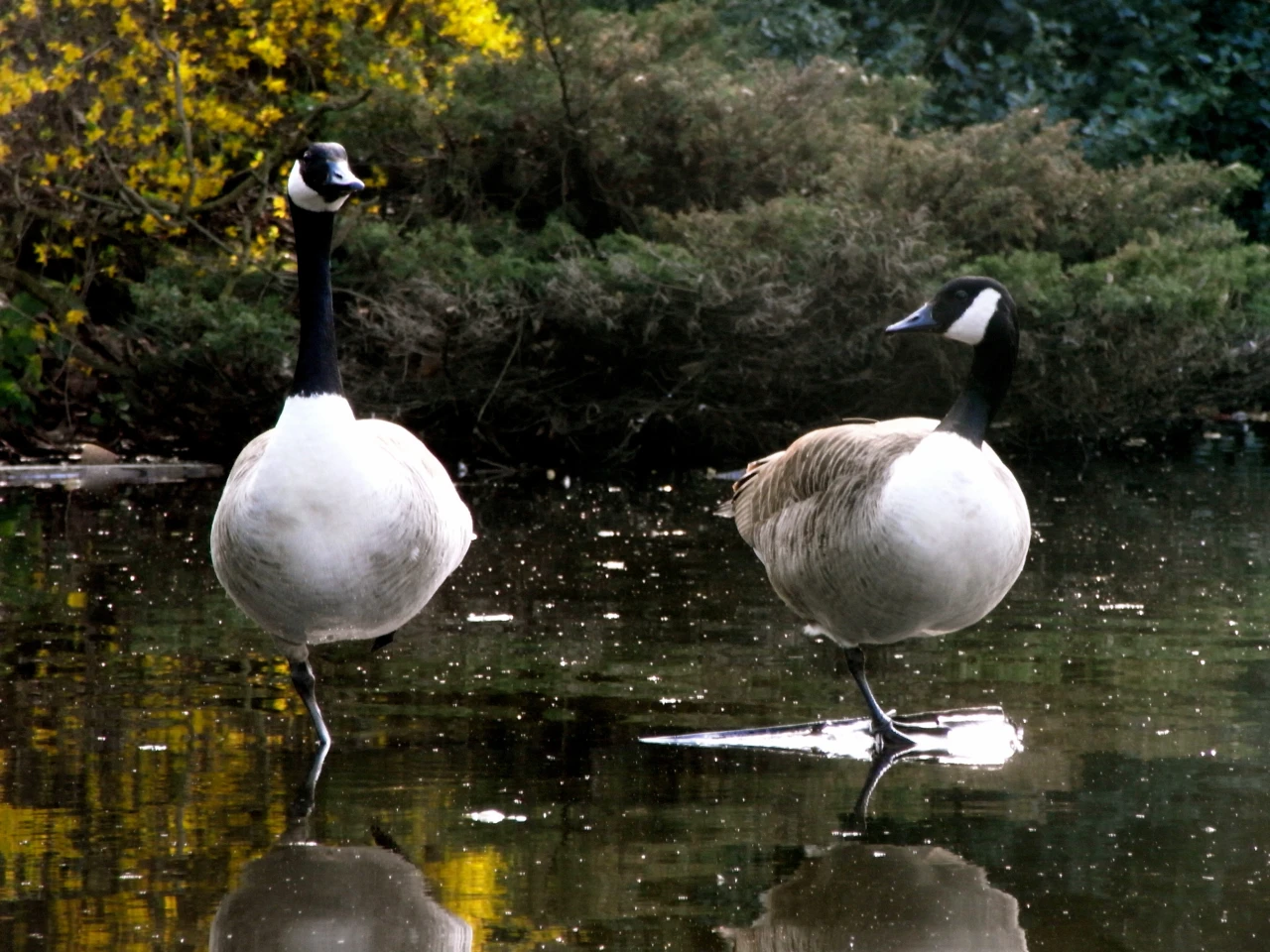 Before: two geese (Photo: Gizmag)