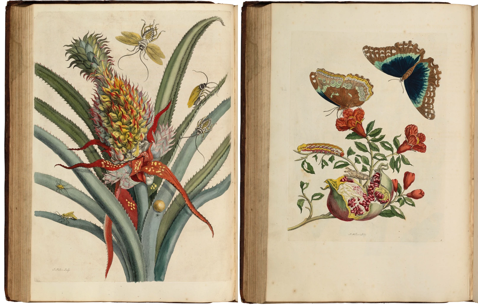 De Europische Insecten by Maria Sibilla Merian (1730) | Auction Description | Estimate: $31,650 to $44,310 | Auction Date: July 10, 2019