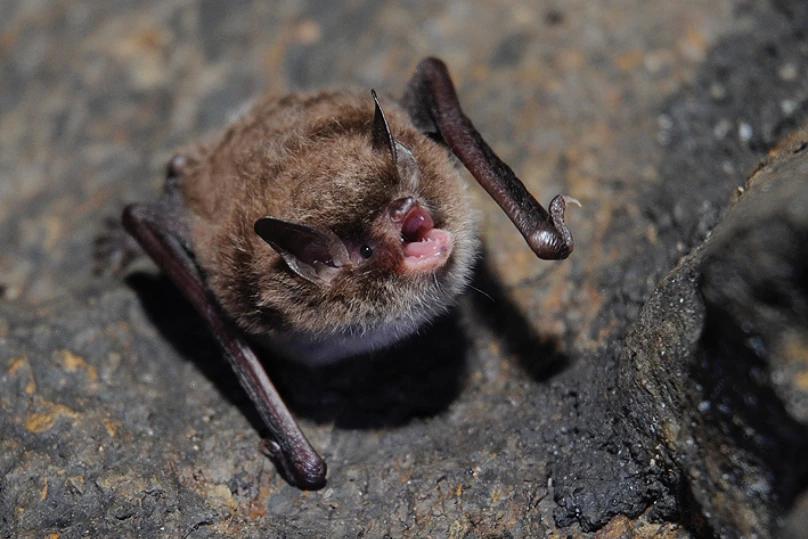 A Daubenton’s bat, giving its fellow bats an earful