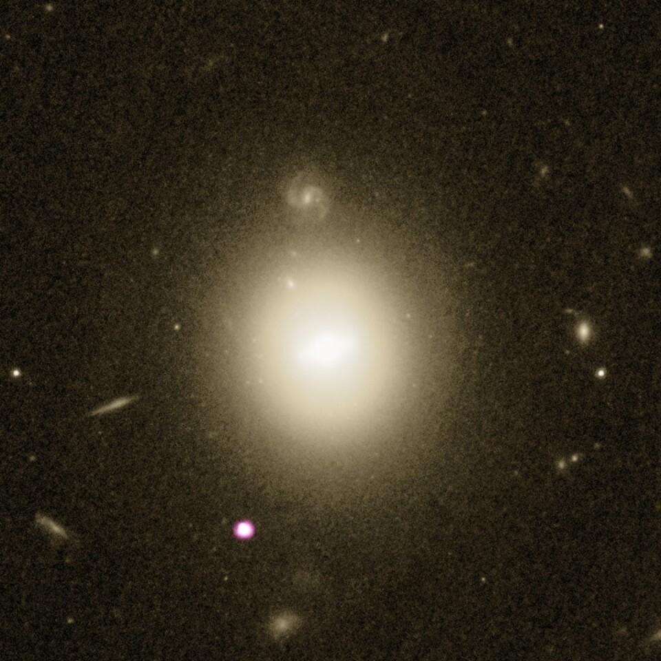 The host galaxy can be seen in the center as the white/yellow light, from Hubble data, while the purple-white spot in the lower section shows the X-ray emissions (thanks to Chandra data) of the intermediate black hole devouring a star