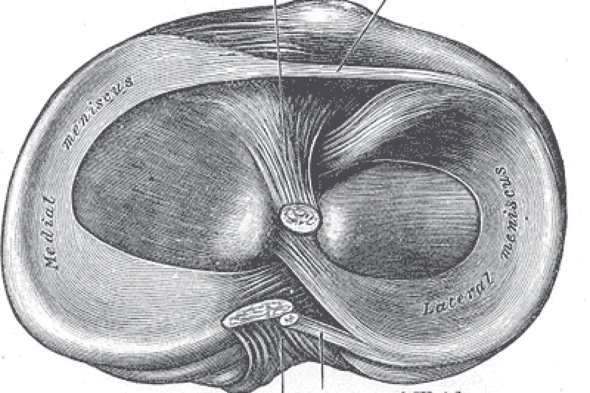 Knee cartilage anatomy: the source of many problems for osteoarthritis sufferers (Image: Gray's Anatomy)