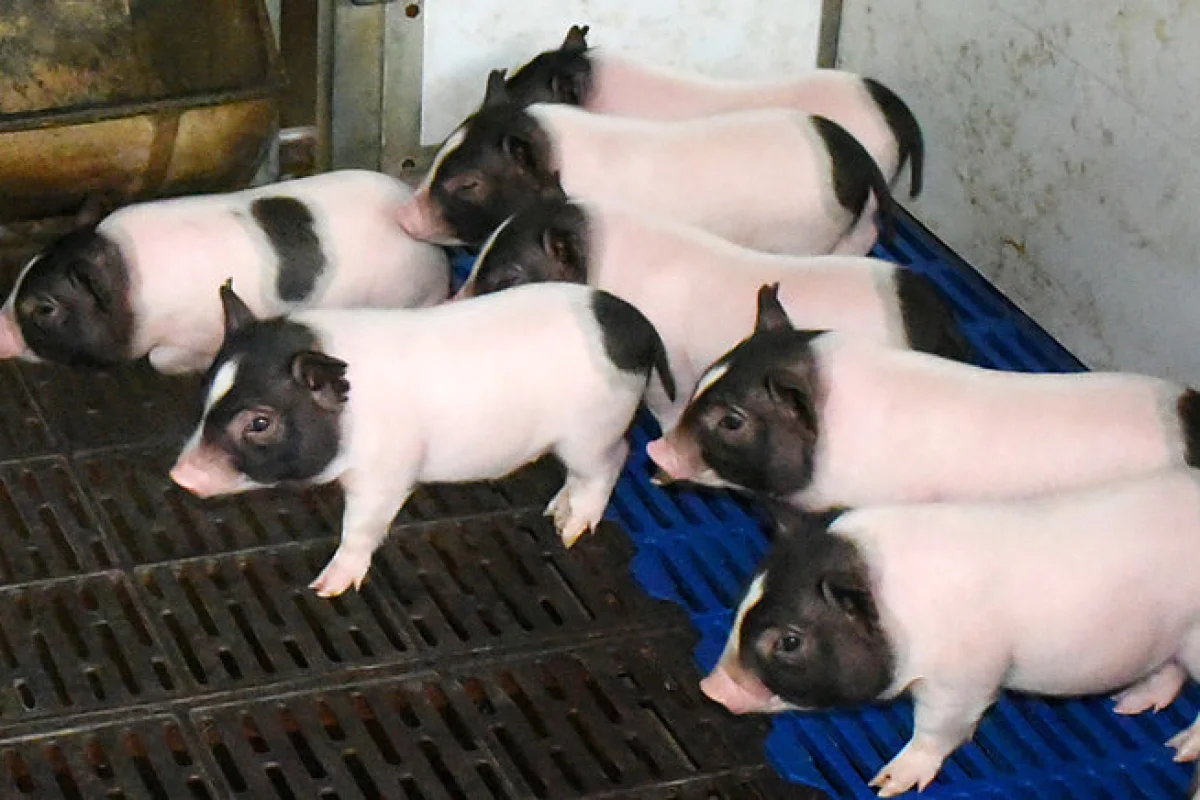 These CRISPR-engineered piglets have 24 percent less body fat than regular pigs