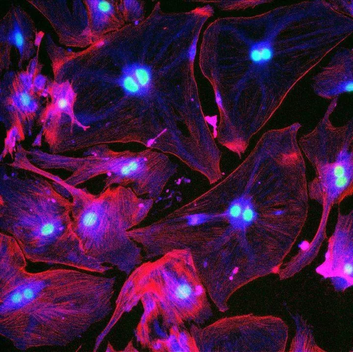 Senescent cells fluorescing under UV light