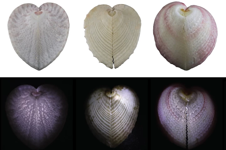 White LEDs placed inside different types of heart cockle shells show how the shells' windows transmit light