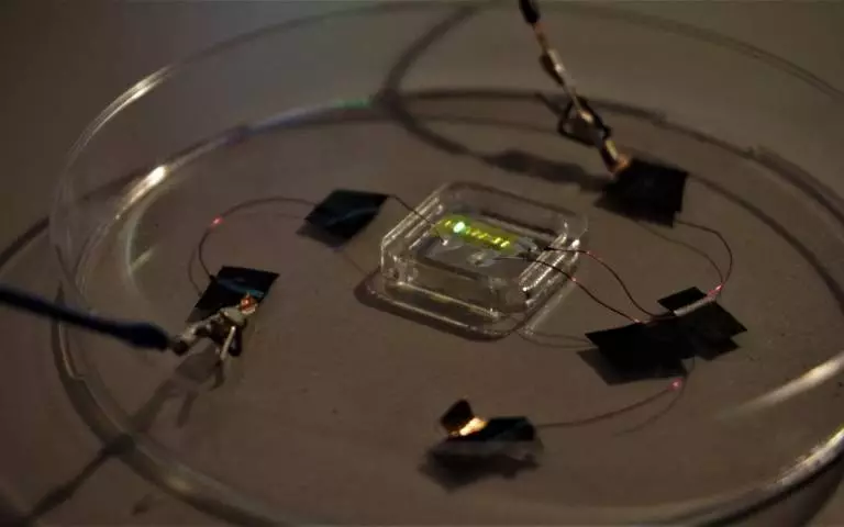 Scientists have created what they call the first light-emitting tattoo