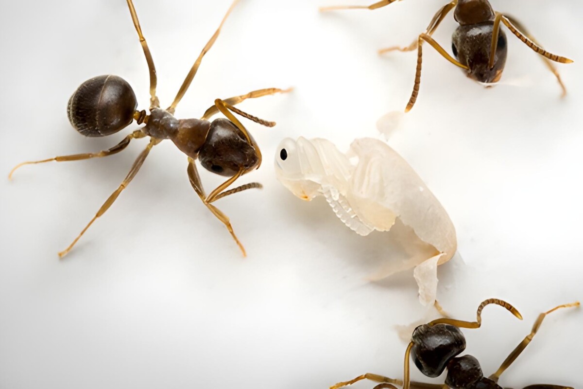 Noble sacrifice: Sick baby ants call in the cannibals