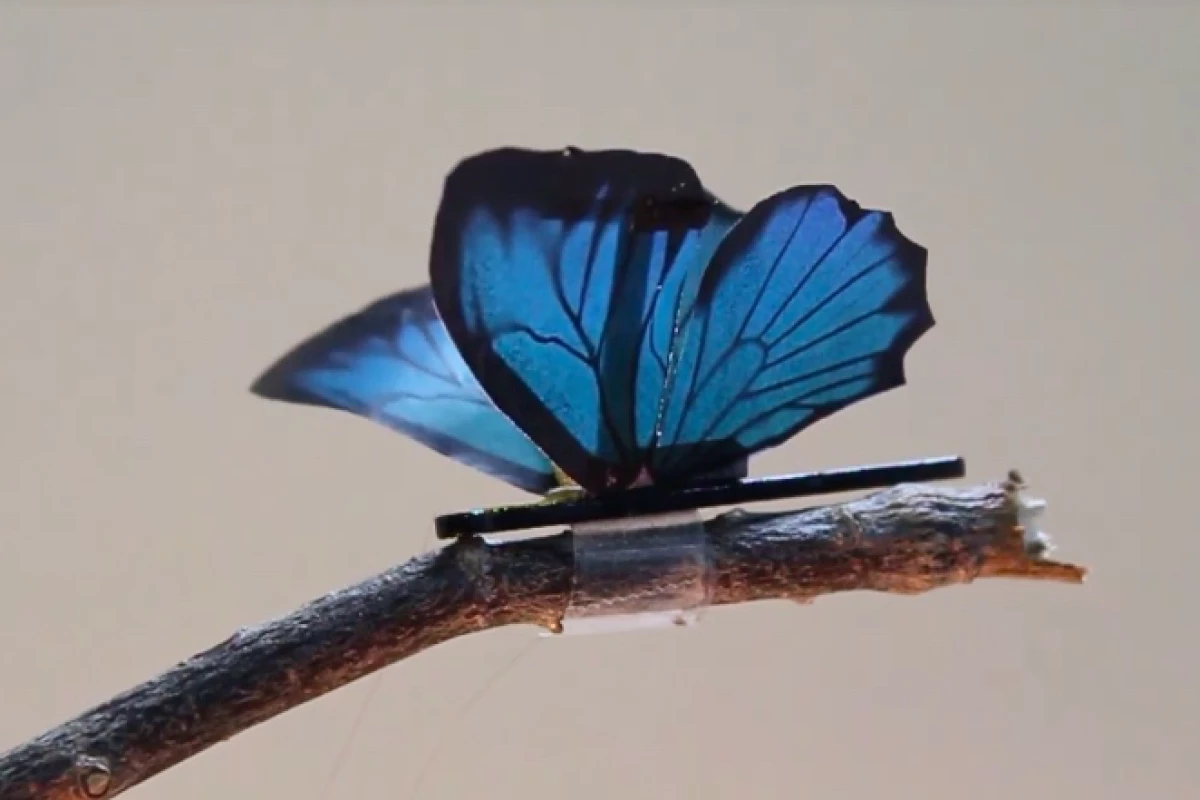 A robotic butterfly, the wings of which are moved by the artificial muscles