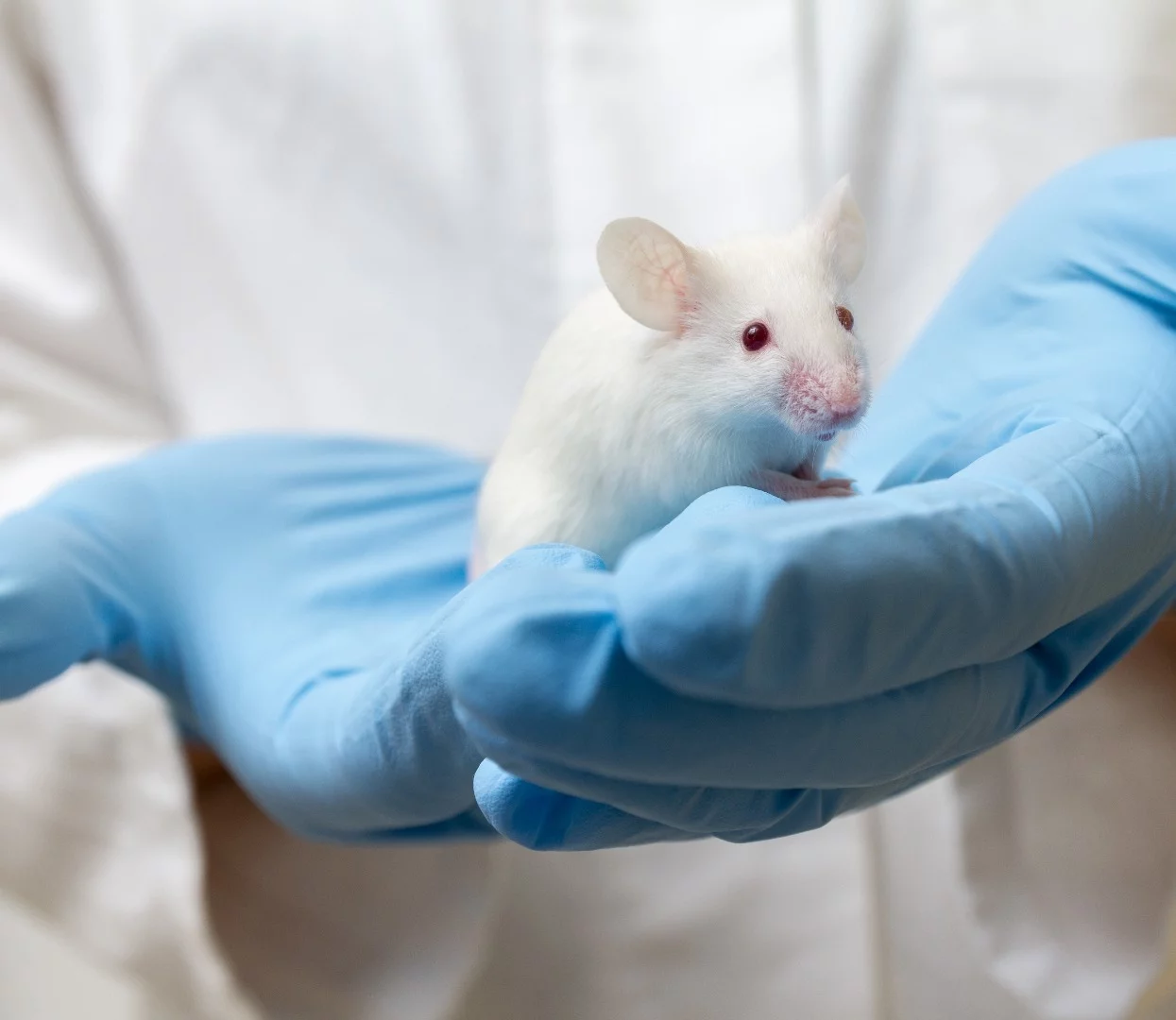 Scientists have used a drug known as J147 to reverse Alzheimer's-like deterioration in mice