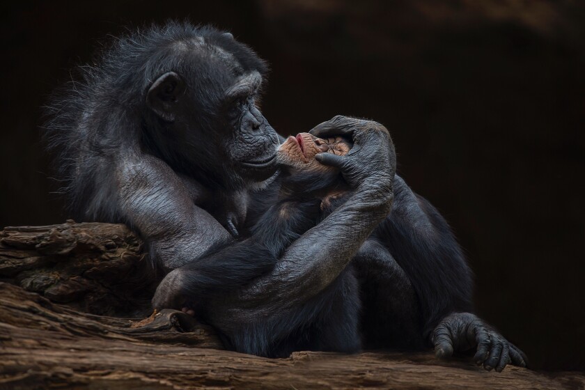 "Motherly love" captured at the Tenerife zoo