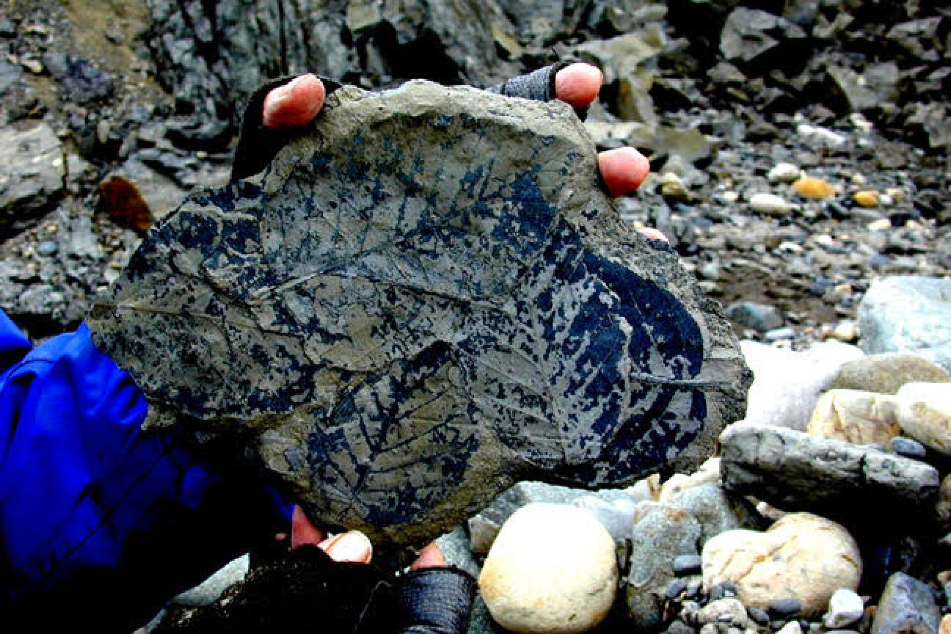 Atmospheric CO2 hits 23millionyear peak, plant fossils reveal