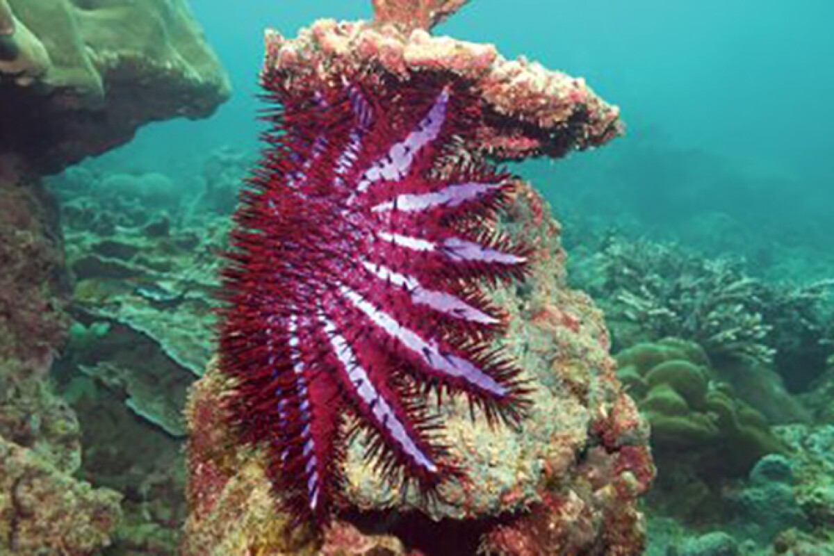 Reefeating starfish could be lured away by lust