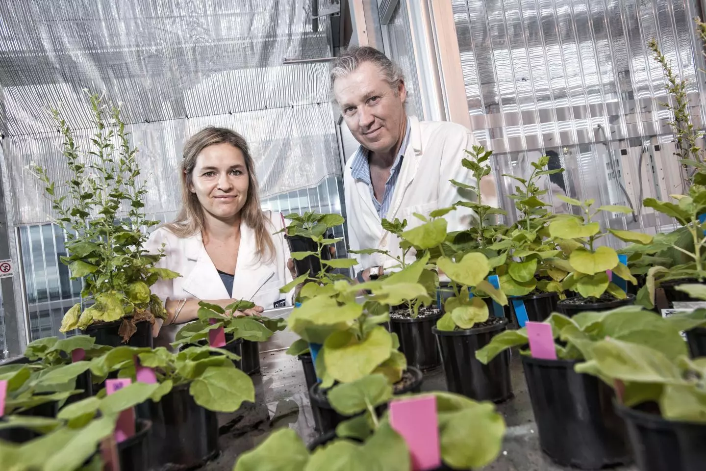 QUT researchers Dr Julia Bally and Professor Peter Waterhouse with the "magic" ancient Australian native tobacco plant that could help grow crops in space