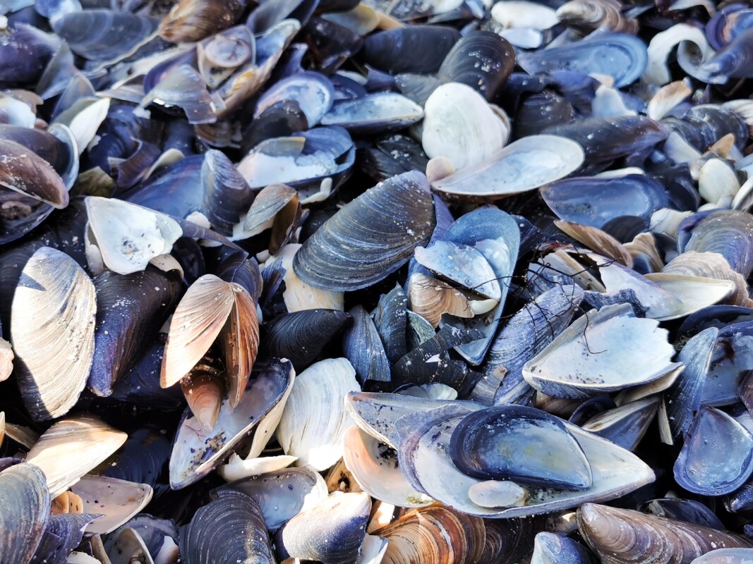 Discarded mussel shells may be diverted from landfills – to sandblast jeans