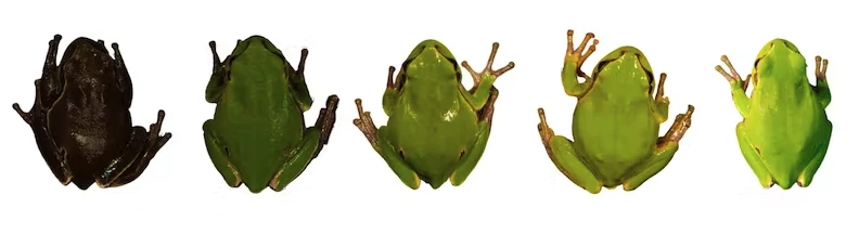 A gradient of Eastern tree frog specimens, from various locations with differing levels of radioactive contamination