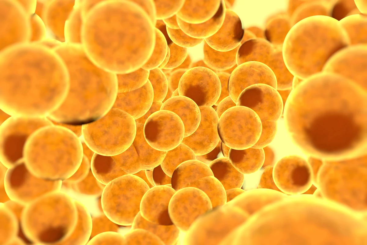 Scientists discover how one key protein regulates where fat goes and how it is stored inside cells