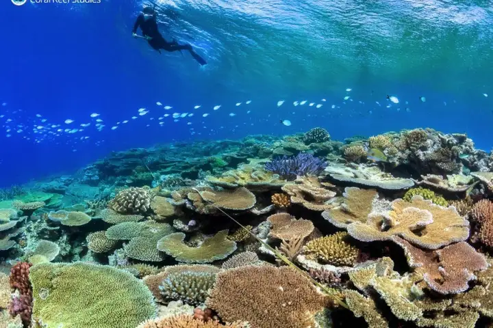 The Great Barrier Reef is under threat from a string of coral bleaching events prompting the development of new ideas to help it