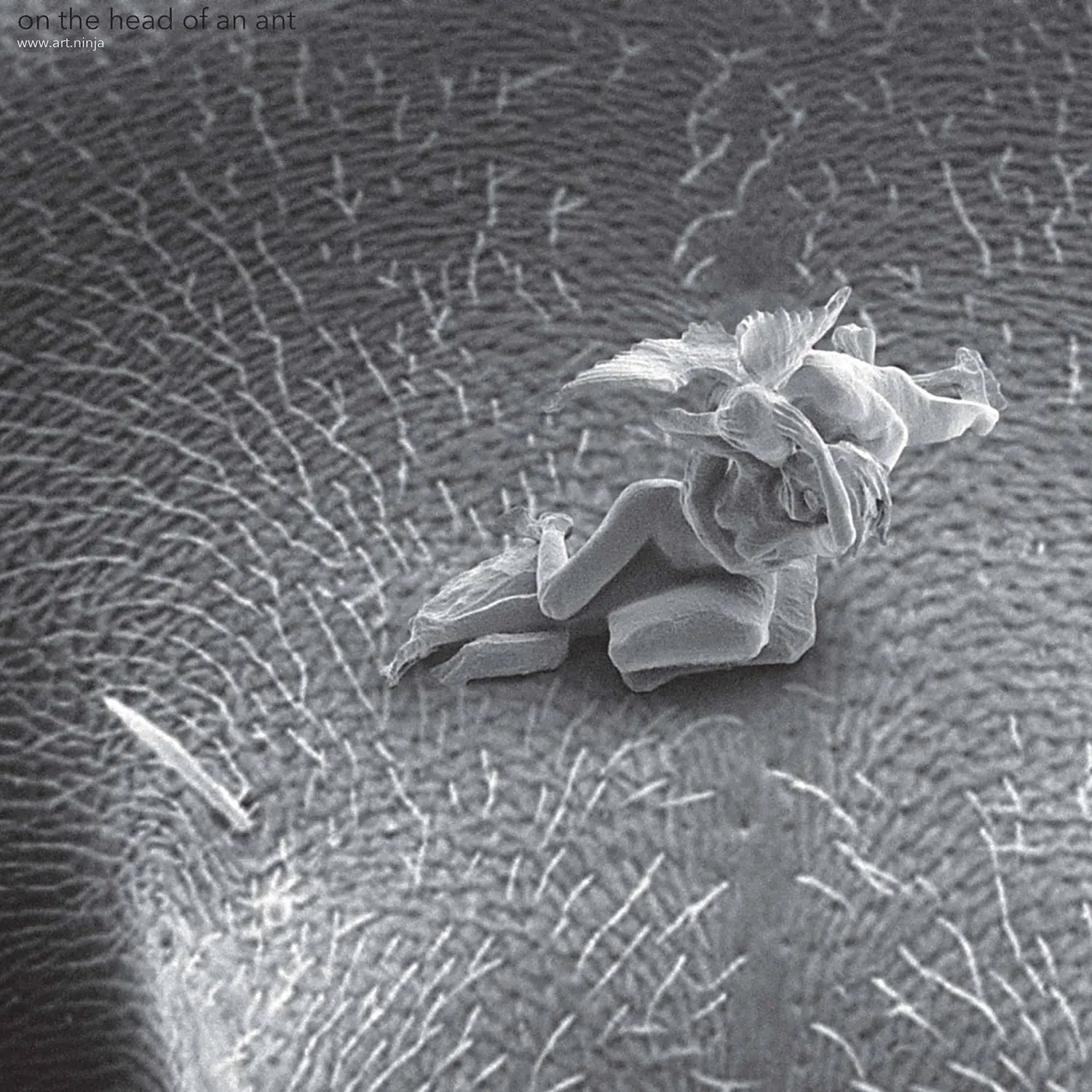 Close up of the sculpture "Cupid and Psyche: The First Kiss" on the head of an insect (Photo: Jonty Hurwitz)