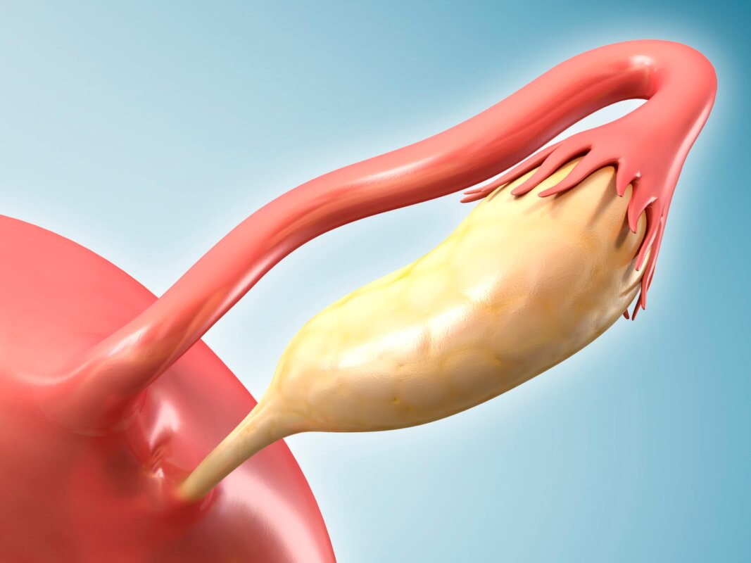 Ovaries take on a surprising new job after menopause, study reveals