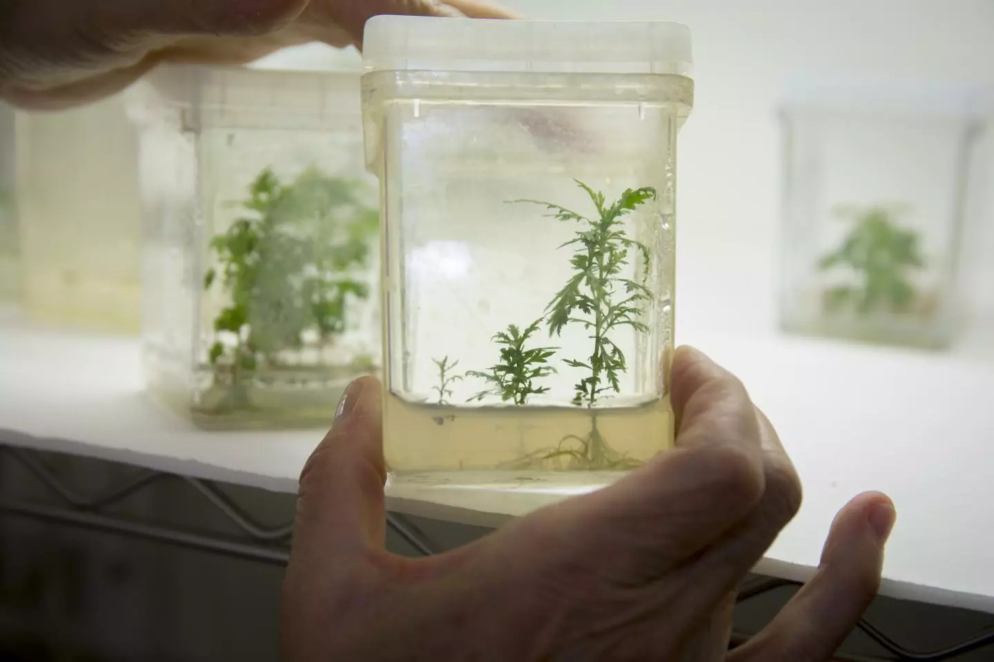 Weathers has made several high-producing versions of the plant using tissue cultures