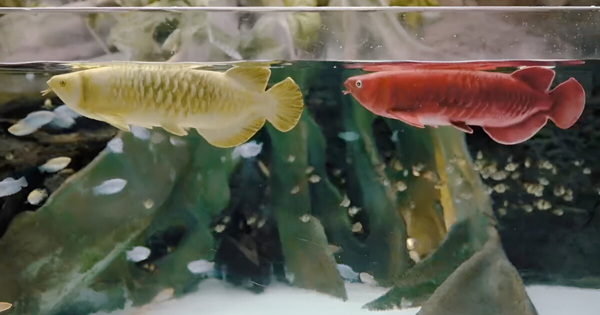 Lifelike robofish offers maintenance-free aquarium fun Lifelike robofish offers maintenance-free aquarium fun