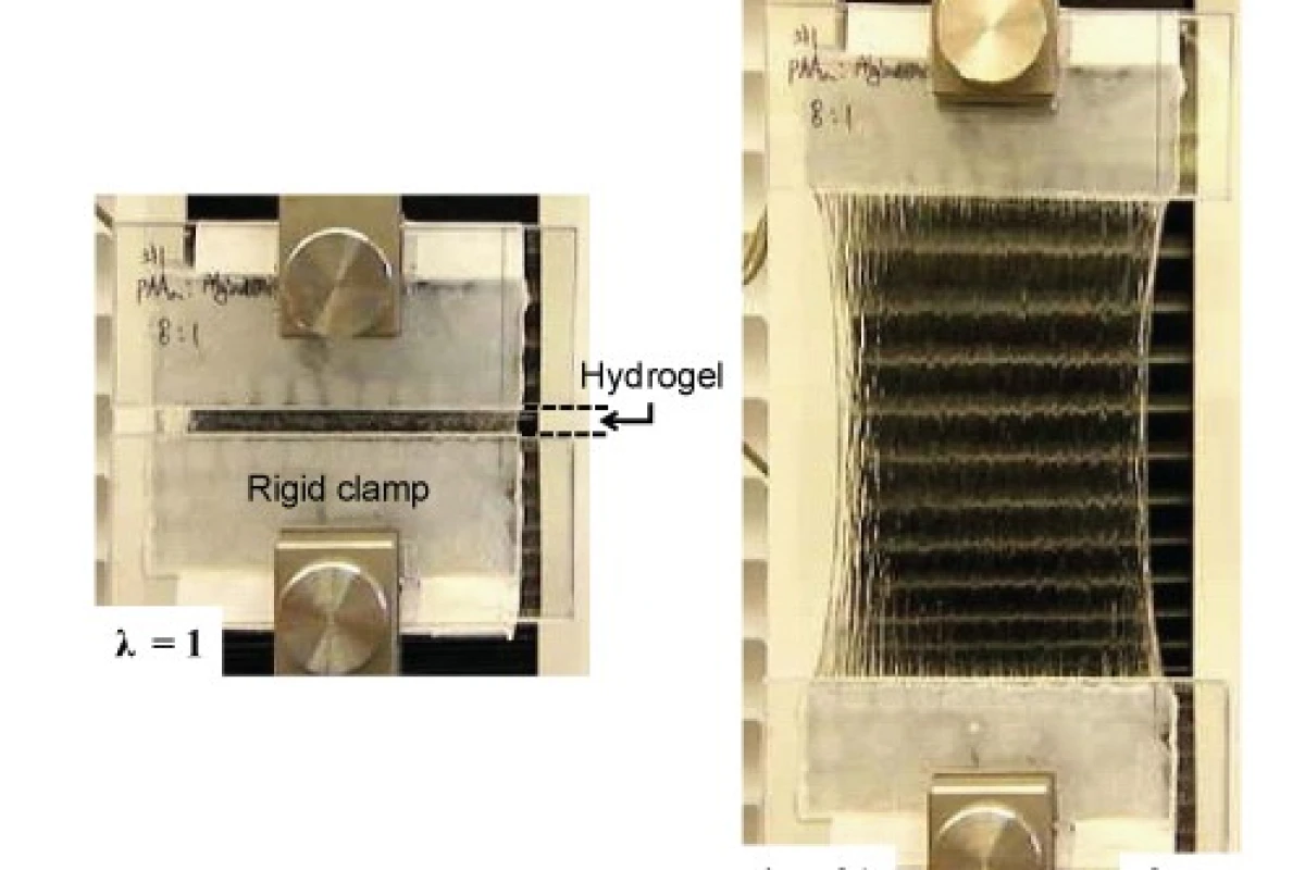 The hydrogel in its relaxed state (left), and stretched by a factor of 21