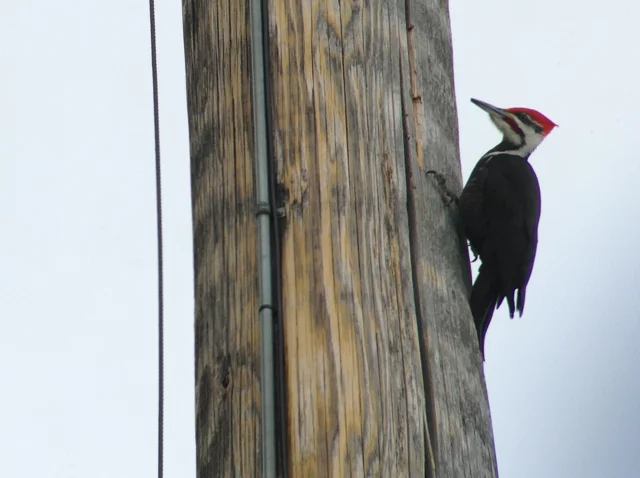 ... a pileated woodpecker ...