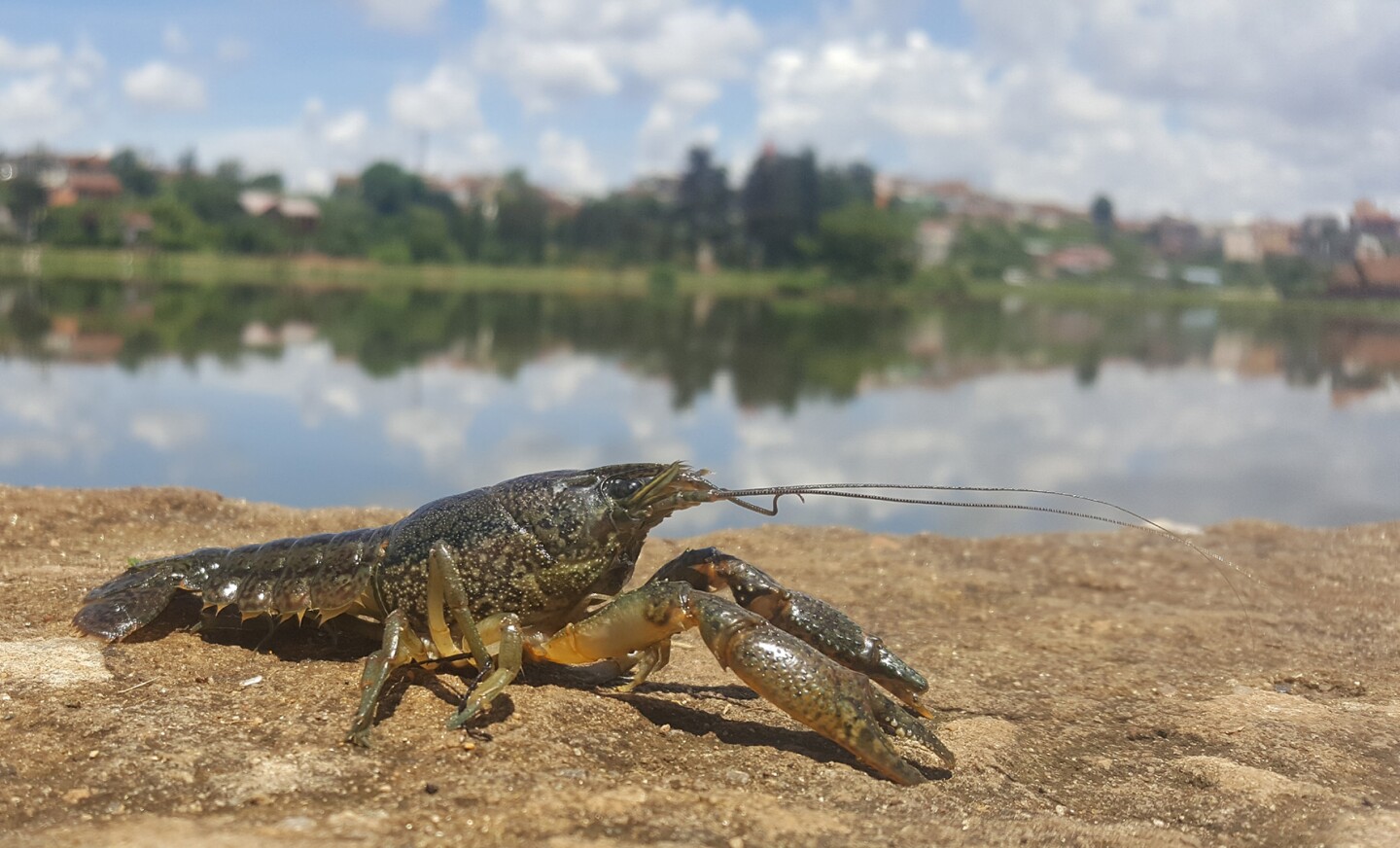In Madagascar, the populations of marbled crayfish have increased dramatically due to excessive asexual reproduction
