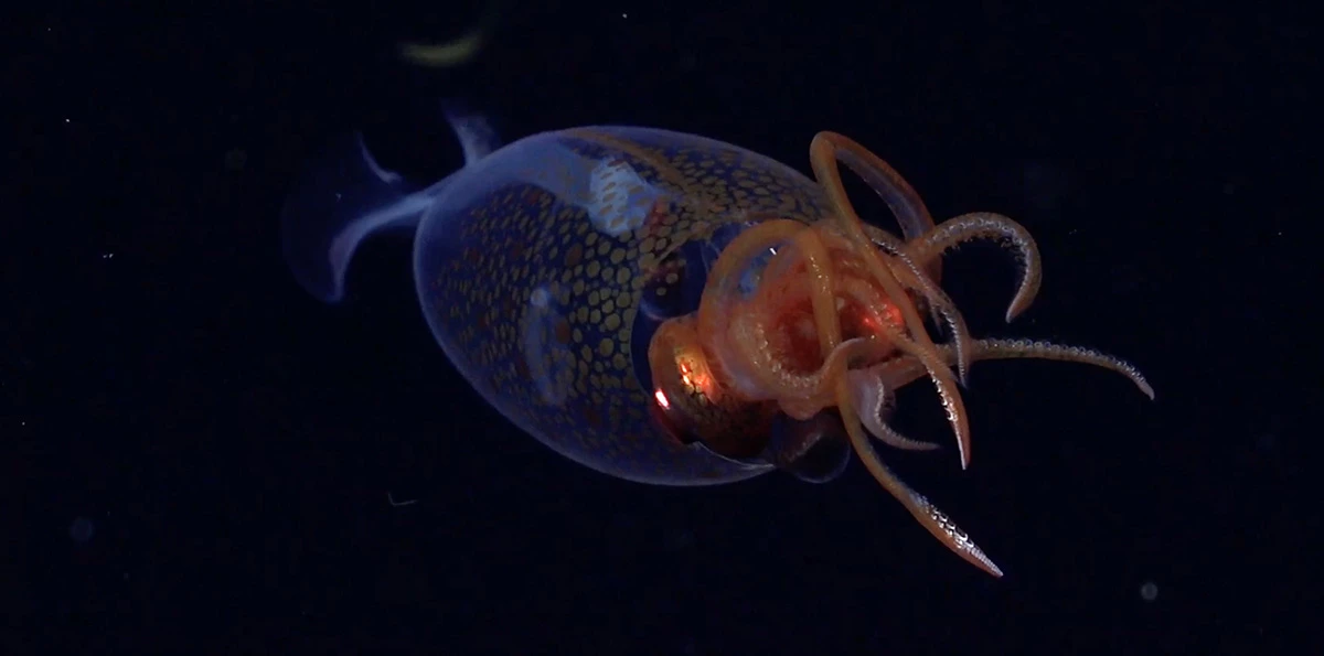 The hooks on each of this juvenile colossal squid's eight arms differentiate it from the glacial glass squid, which also has a transparent body