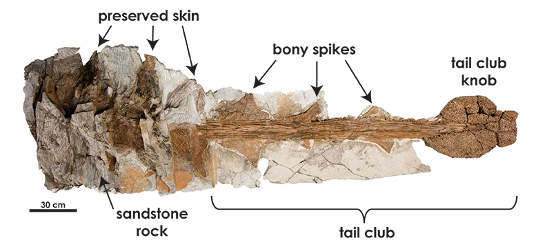The Zuul specimen is one of the best-preserved ankylosaur fossils ever found, with different types of soft tissues found with the almost-complete skeleton