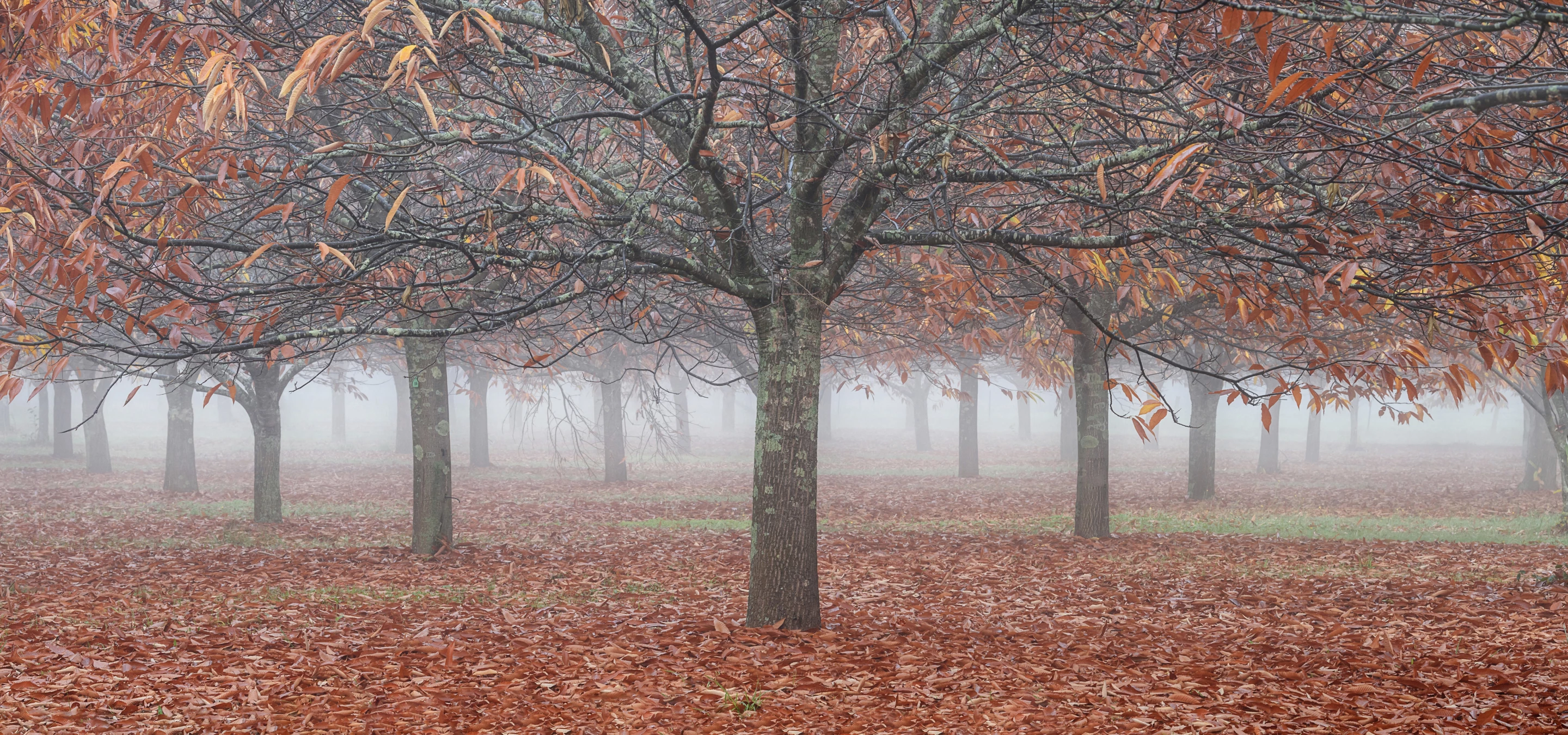 Top 101. 'Falling Softly', The Buckland Valley, Victoria, Australia