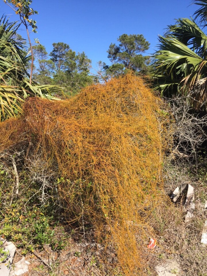 Cassytha filiformis, alsoknown as love vine