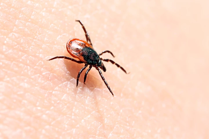 A new vaccine focuses on 19 proteins found in tick saliva