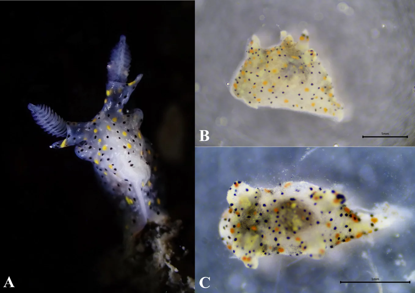 Scientists believe that nudibranch species are hiding in plain sight, as "many more are likely awaiting discovery".