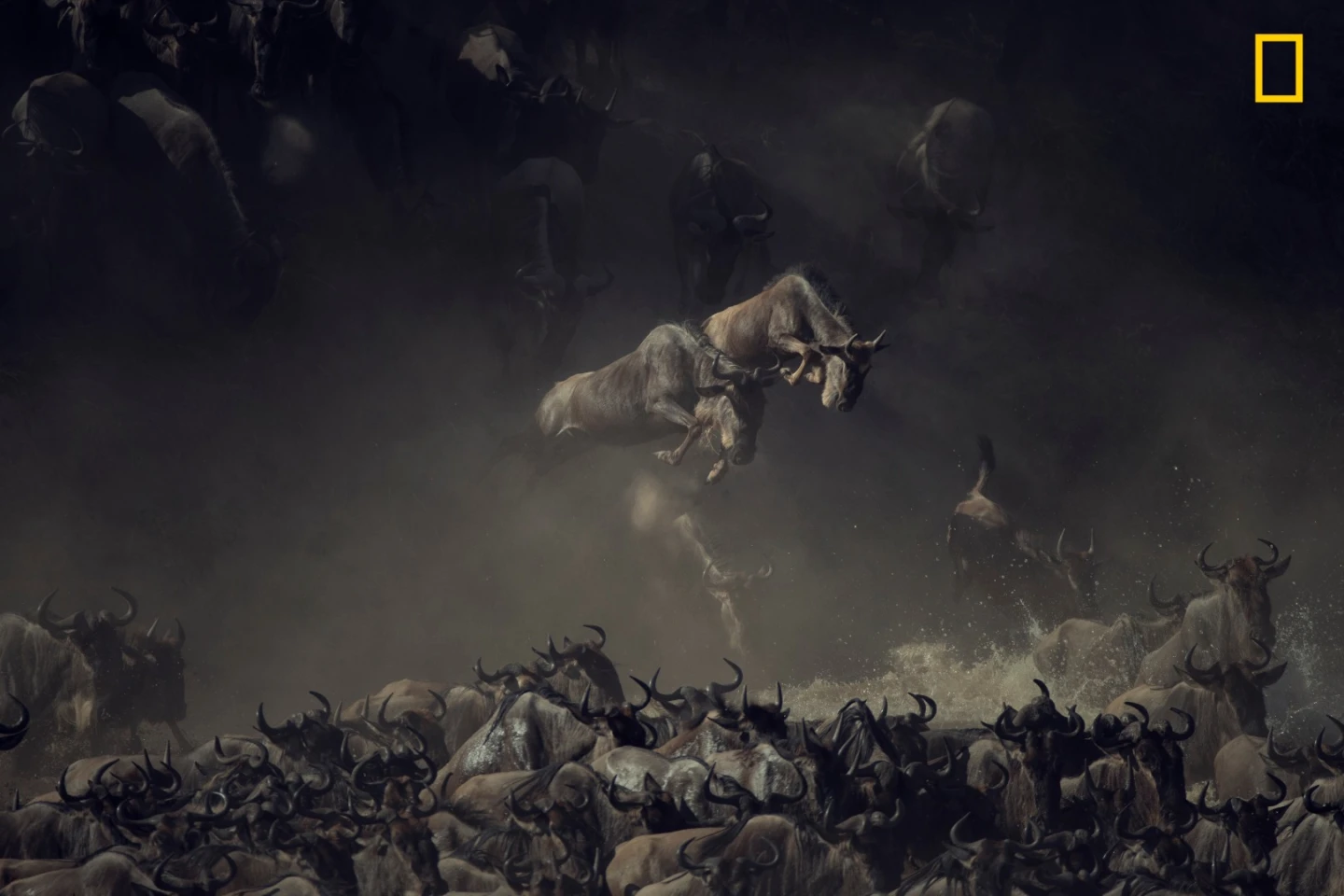 1st Place - Wildlife. It was early morning when I saw the wildebeests crossing Tanzania’s Mara River. The layering of dust, shade, and sun over the chaos of wildebeests kicking up water gives this picture a sense of mystique and allure. It’s almost like an old painting—I’m still compelled to search the detail of the image to absorb the unreal scene