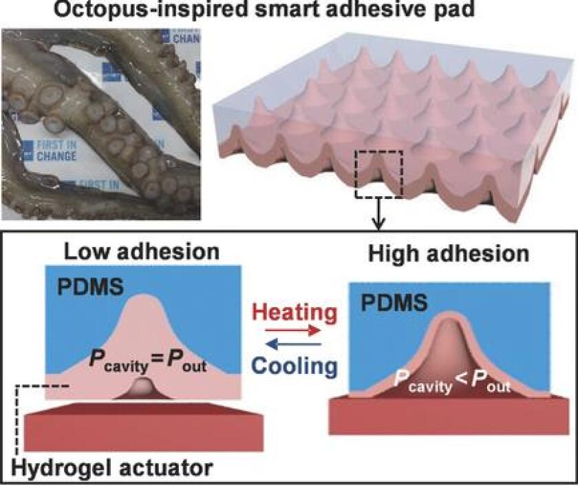 A diagram of the adhesive pad technology