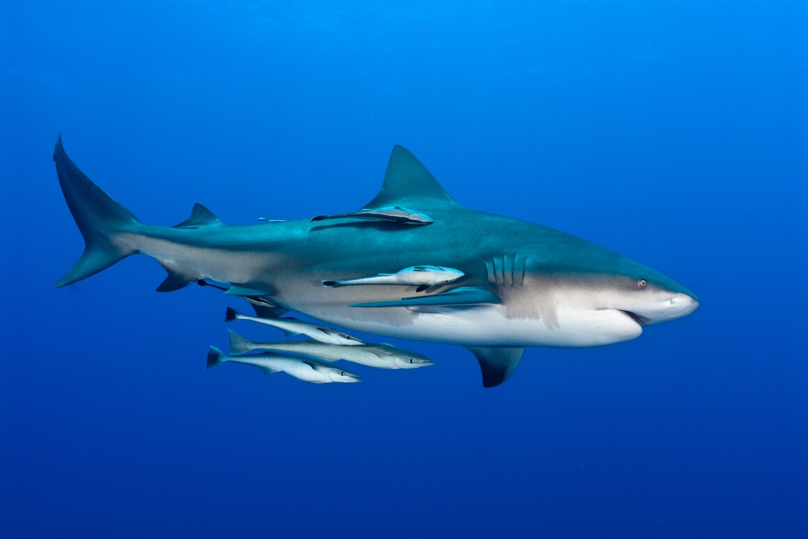 A group of remoras, freeloading off a bull shark (Photo: Shutterstock)