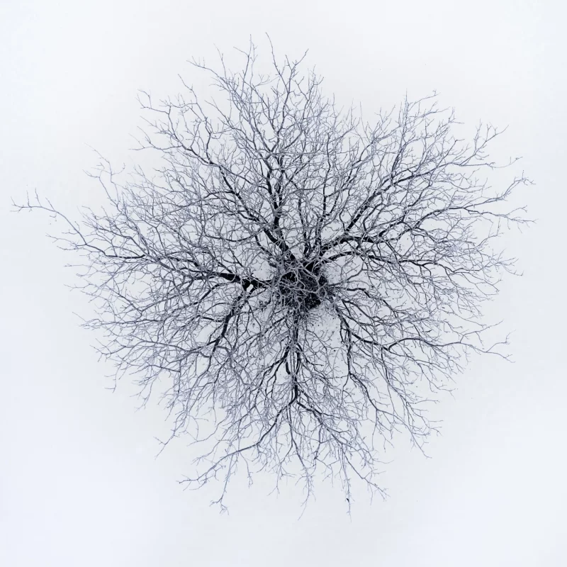Dendrites: Highly Commended in the Abstract category