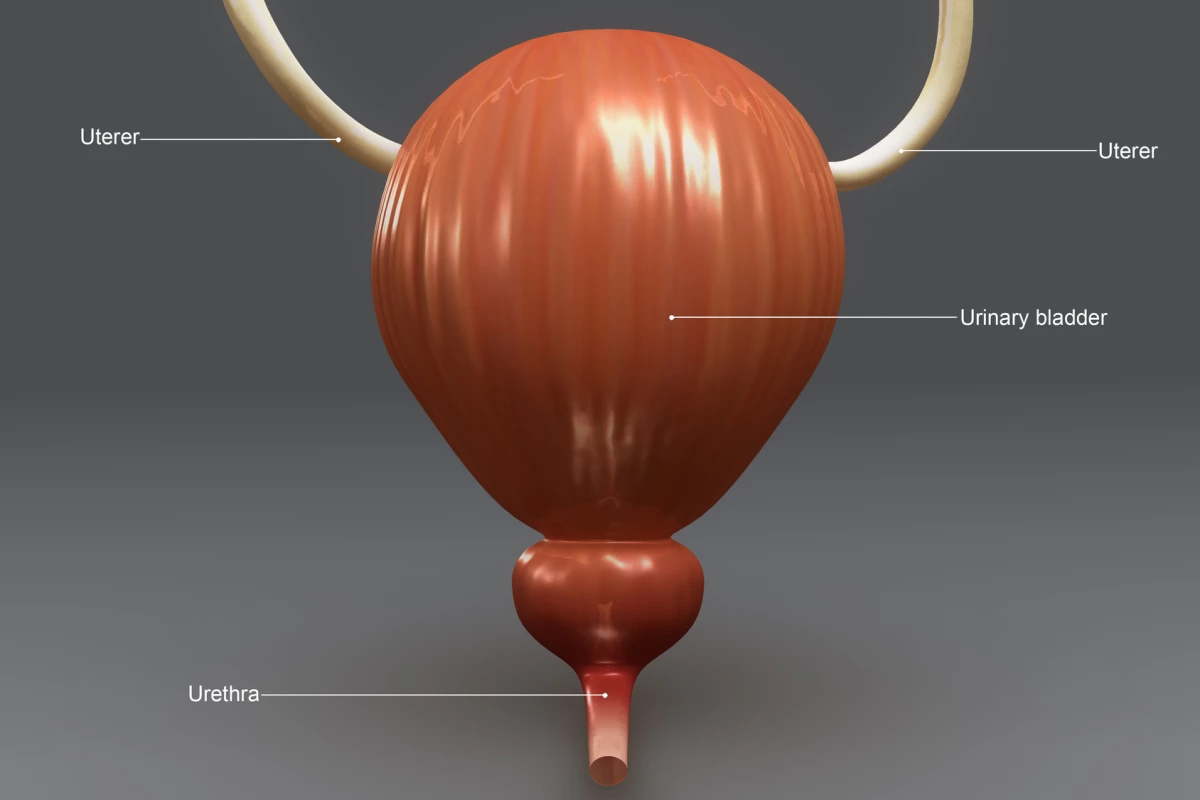 A model of the urinary system