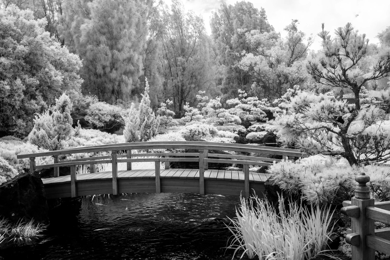 A rich black-and-white image in infrared (Credit: Neal Wellons Flickr / CC BY 2.0)