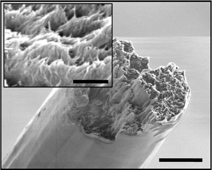 A scanning electron microscope image of the cellulose nanofiber material, derived from wood, which is now the strongest biomaterial ever made