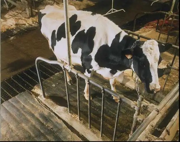 A Cozy Cow mattress being used by a satisfied customer