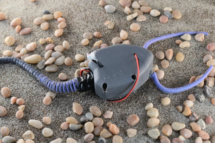 The robotic pleurocystitid, which was designed with input from paleontologists in Spain and Poland