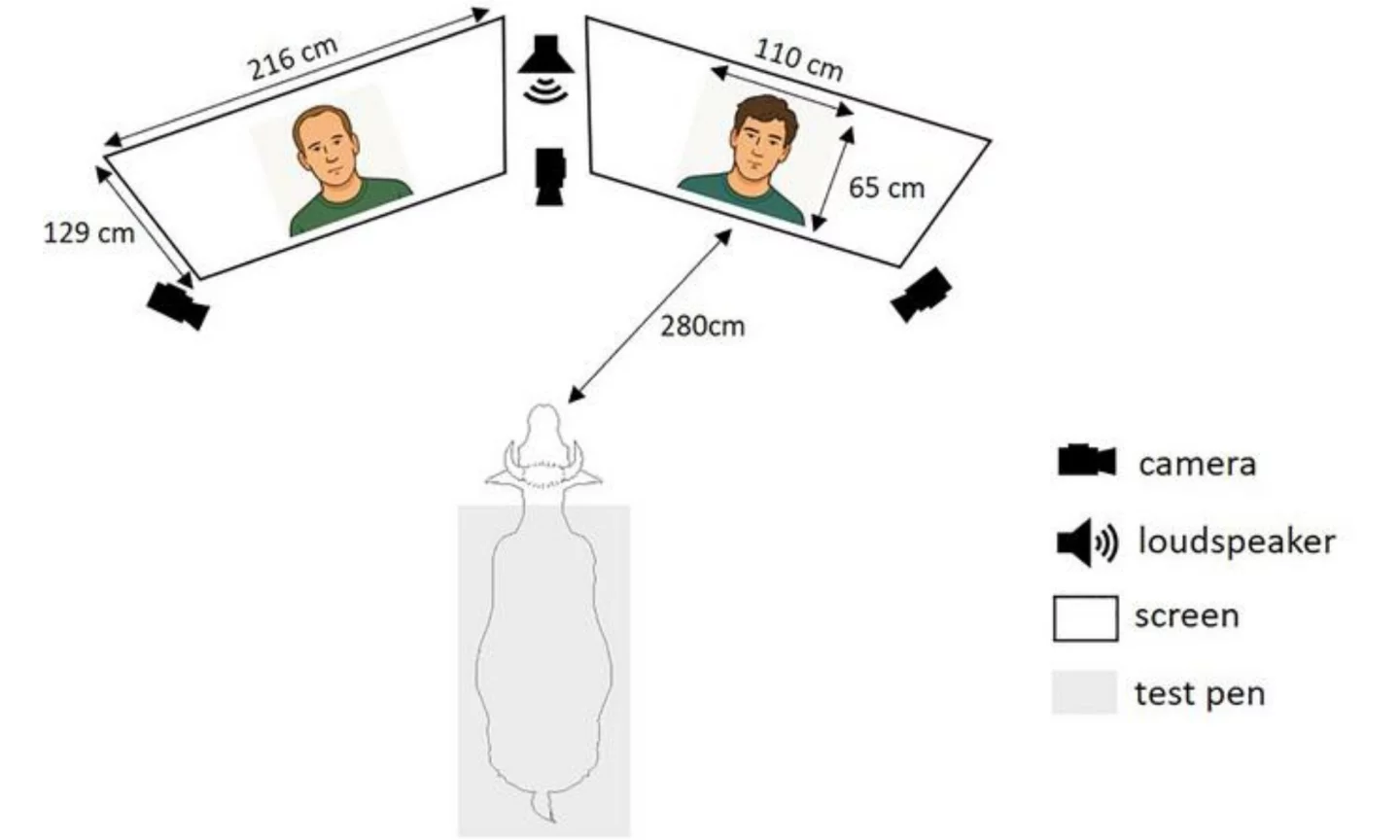 Diagram of a cow facing two screens