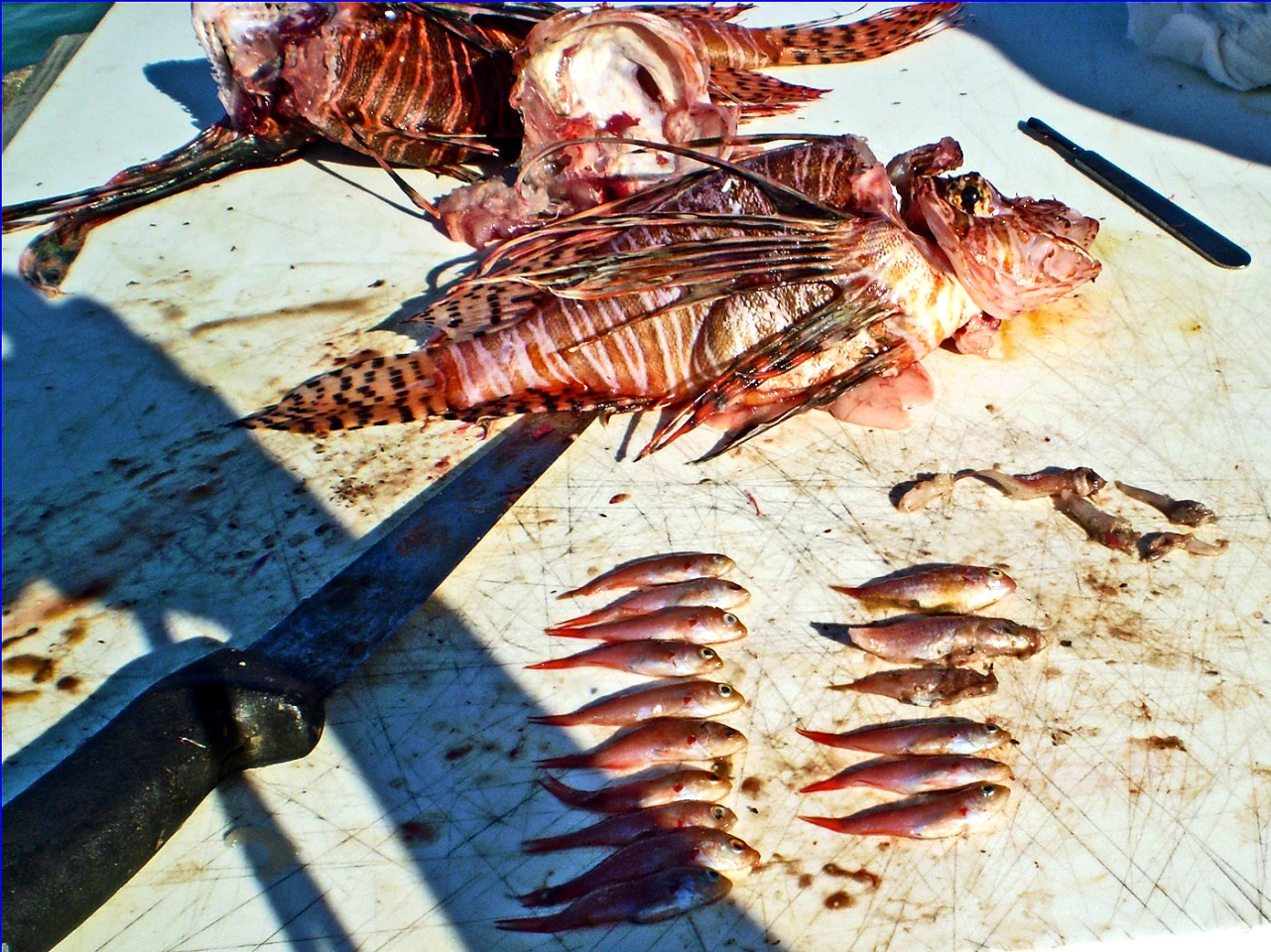 Contents of a lionfish stomach